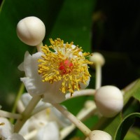 Calophyllum inophyllum L.